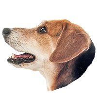 image of dog head