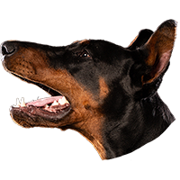 image of dog head