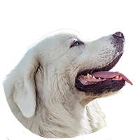 image of dog head