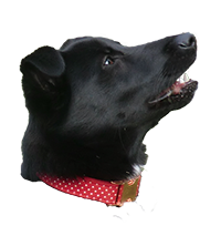 image of dog head