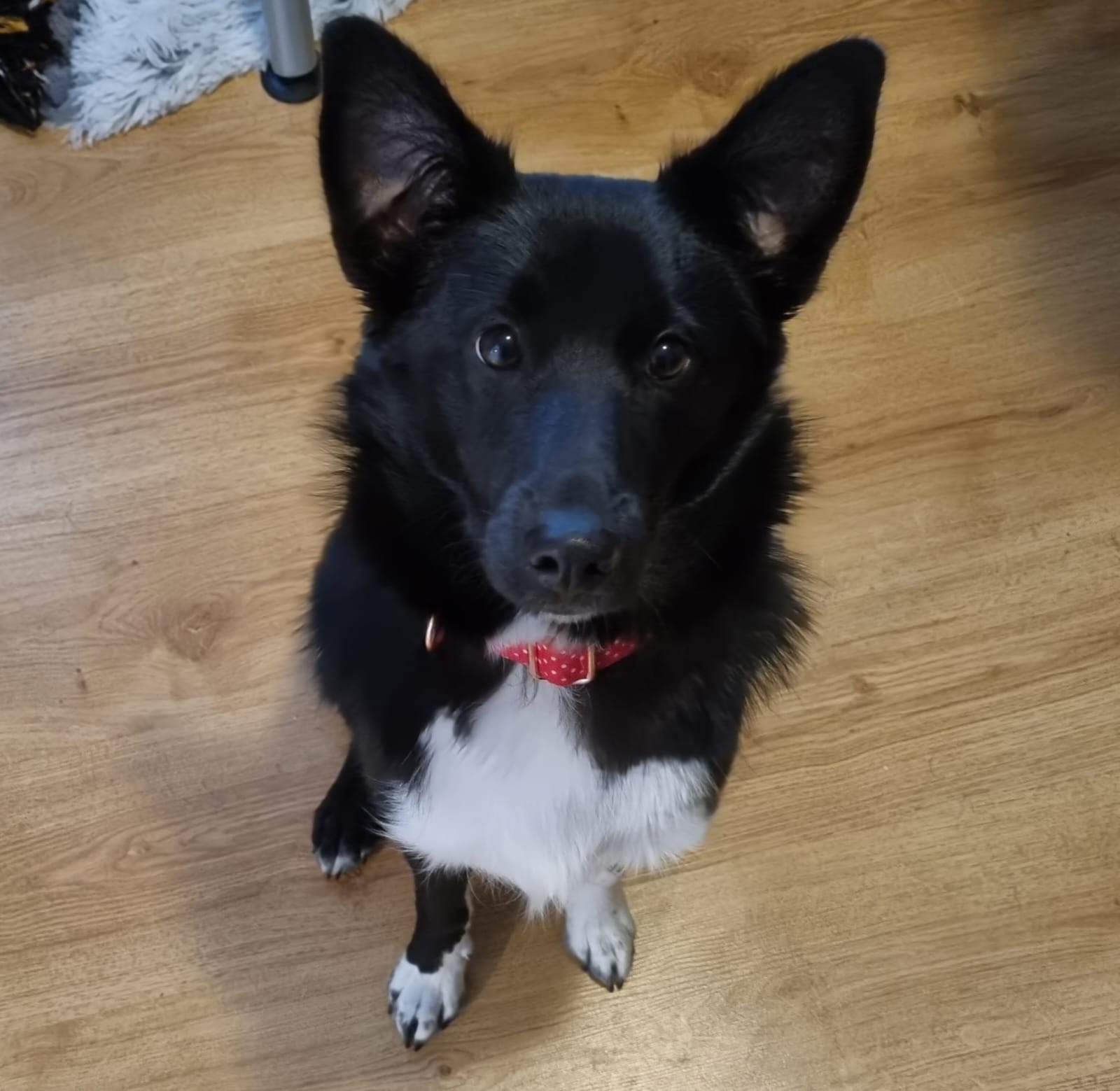 Leo sitting with his ear's standing up